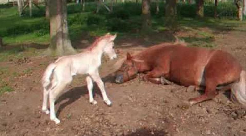 cutest baby horse