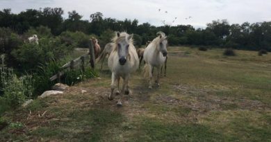 Camargue Horse