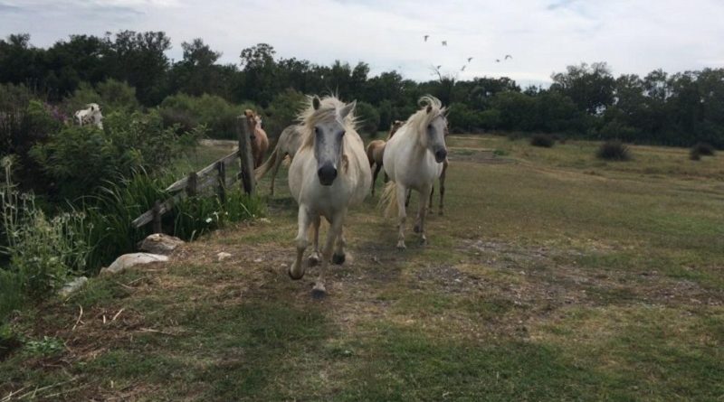 Camargue Horse