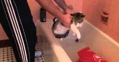 Cat Bath Fail