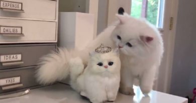 Cute Fluffy Persian Cat