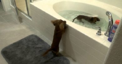 Mini Dachshund Bath Time