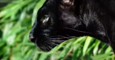 Black panther