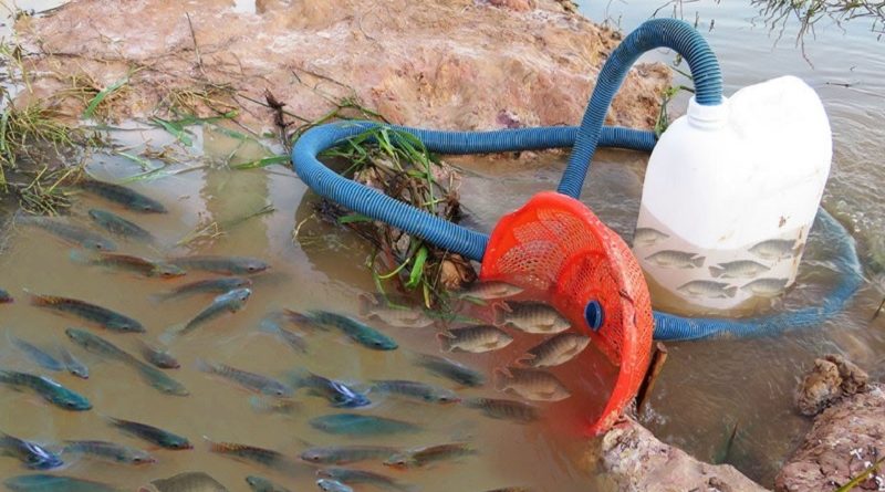 Unique Fish Trapping System