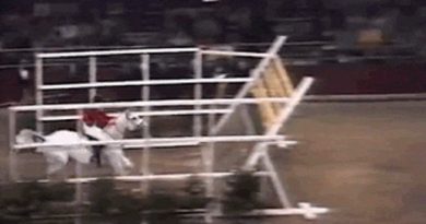 Record Horse High Jump
