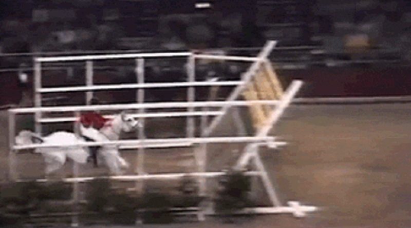 Record Horse High Jump