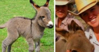 2-Week-Old Donkey