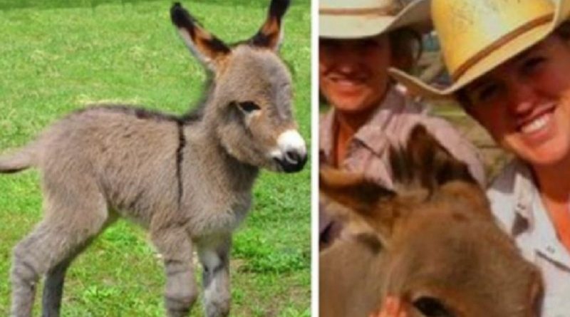 2-Week-Old Donkey