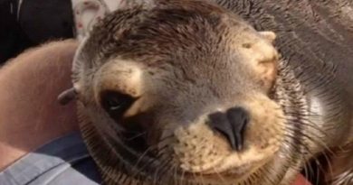 Baby Sea Lion