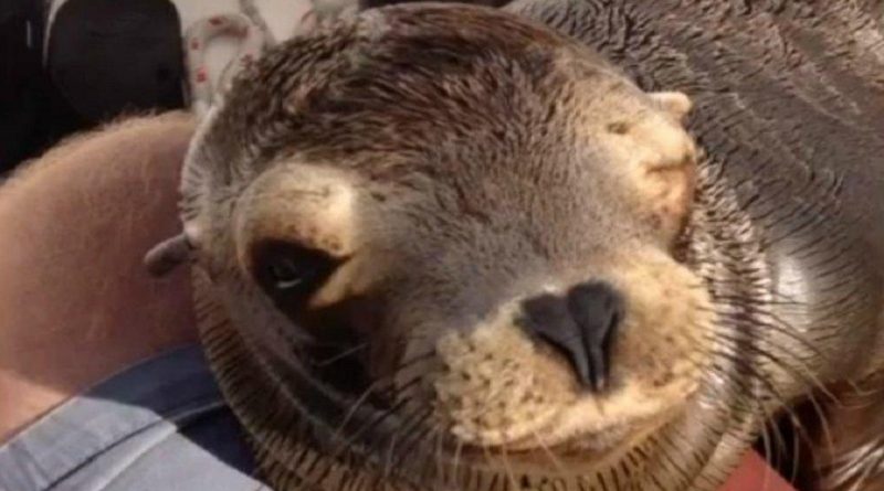 Baby Sea Lion