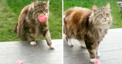 Cat Brings Flowers