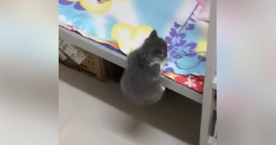 Cute Little Kitty Tries