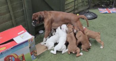 ELEVEN BOXER PUPS