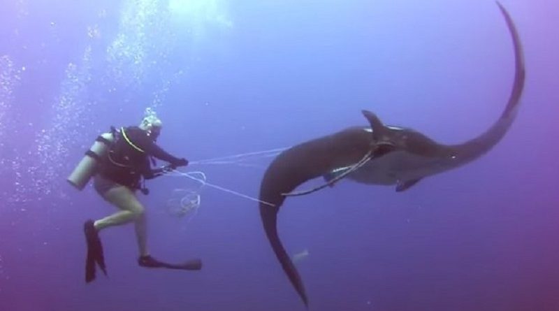 Giant Manta Ray