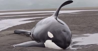 Killer Whales Beached While