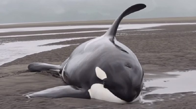 Killer Whales Beached While