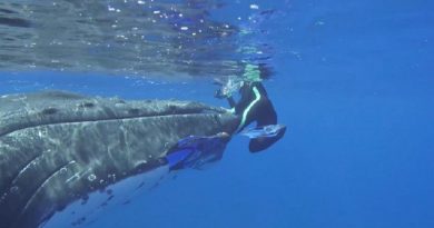 Whale Protects Diver