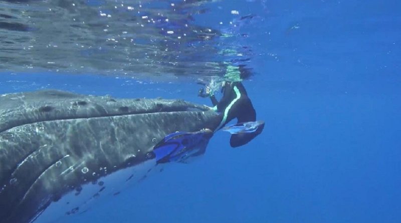 Whale Protects Diver