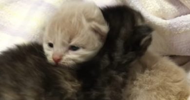Abandoned Kittens Found Crying