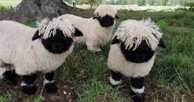 Adorable Sheep