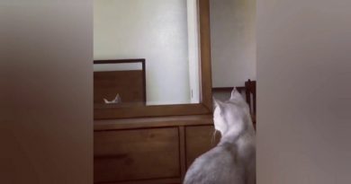 Cat Sees