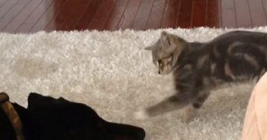 dog vs cat