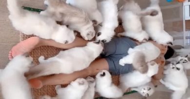 This Is The Dream Of Every Cat Lover