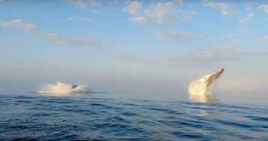 Three Humpback Whales