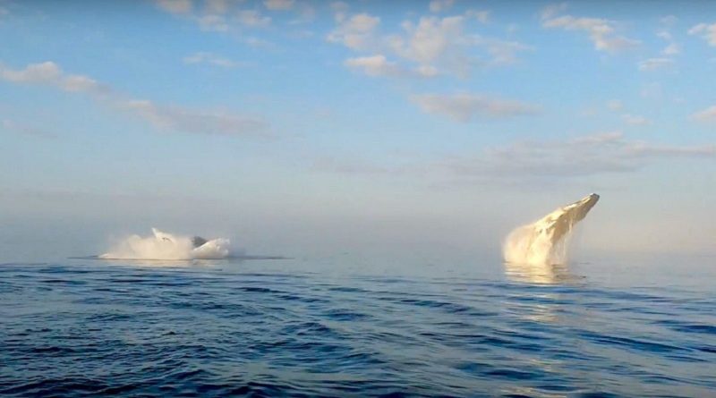 Three Humpback Whales