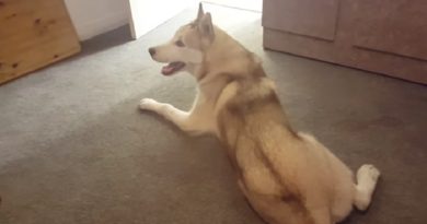 Husky refuses