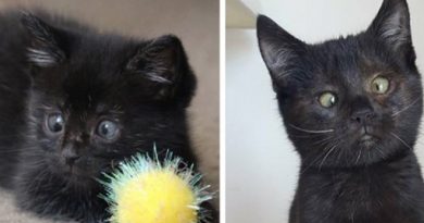 Kitten Found in Garden Gets Help to See Again and Reveals Her Adorable Crossed Eyes (VIDEO)