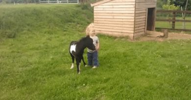 Newborn miniature shetland foal