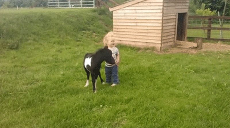 Newborn miniature shetland foal