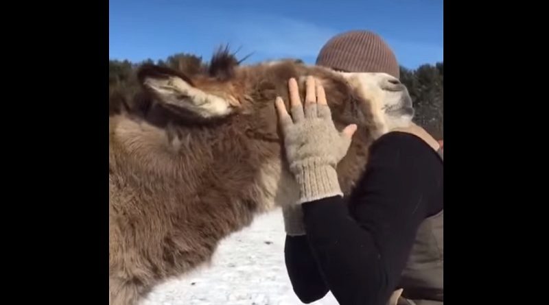 Rescued Donkey