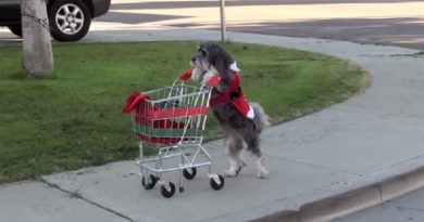 SANTA PAWS