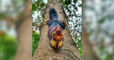 Indian Giant Squirrel