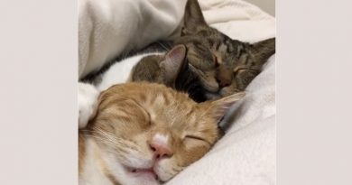 Sweetest Sleeping Trio