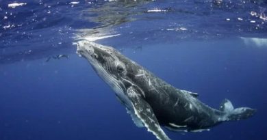 Humpback Whale Song