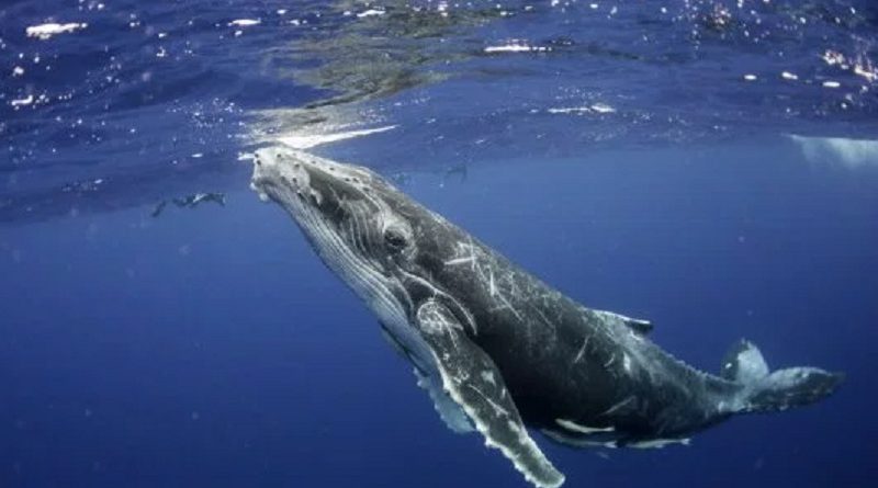 Humpback Whale Song