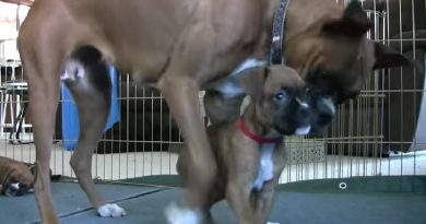 Cute 6 Week Old Boxer