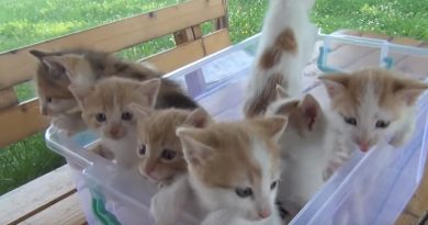 Kittens Meowing