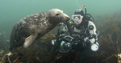 Seals