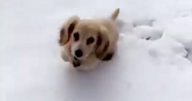 Cute Puppy Bounces