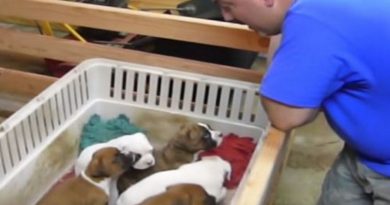 Active Puppies Do Not Want To Sleep So Dad Starts Singing Lullaby With Great Effect (VIDEO)