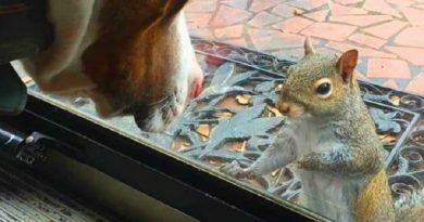 Squirrel Taps Window