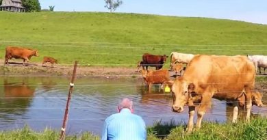 Man Films Herd