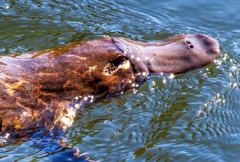 10 Curious Facts About The Platypus (VIDEO)