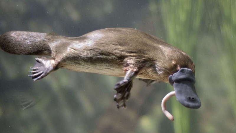 10 Curious Facts About The Platypus (VIDEO)