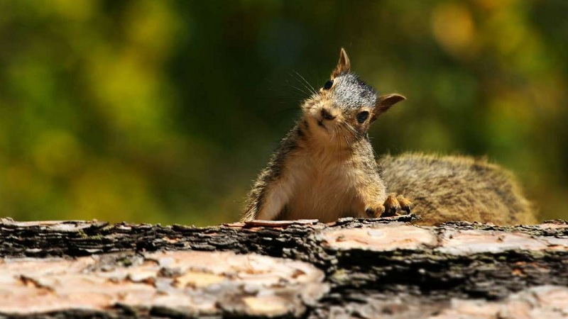 15 Squirrel Facts