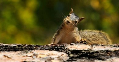 15 Squirrel Facts